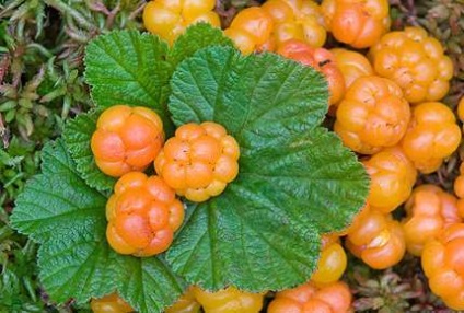 Mit lehet tenni cloudberry, shamburov