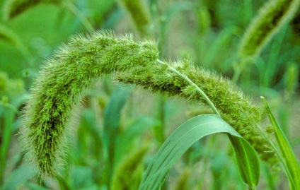 Care este descrierea, fotografia, compoziția, proprietățile, cultivarea orezului negru