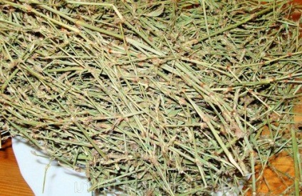 Corysh proprietăți medicinale și contraindicații, comentarii despre iarbă