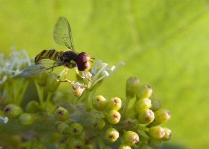 Înflorirea polenizării strugurilor, semne ale viitoarei recolte