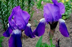 Flori perene infloresc toata vara - fotografii, plantare, ingrijire