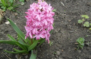 Flori perene infloresc toata vara - fotografii, plantare, ingrijire