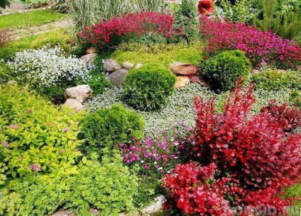 Plante decorative și medicinale pe site