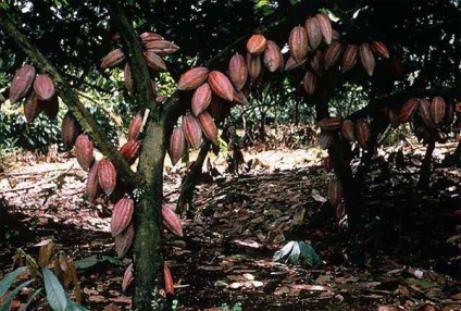 Un copac pe care crește ciocolata, necunoscut despre faptele cunoscute - interesante despre plante și plante