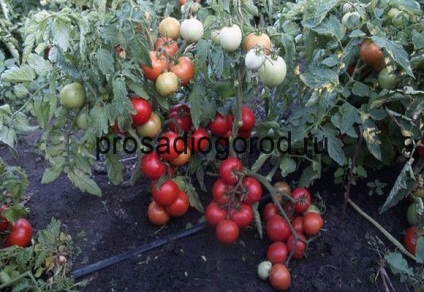Определен сорт домати, което е, неопределени домати за парници и открит терен, снимки