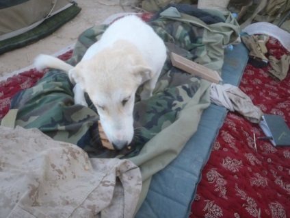 A hosszú története elfogadása a kutya katonák Afganisztánban, és az ideiglenes tartózkodási