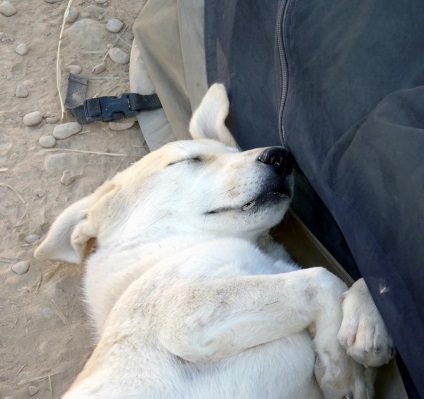 O poveste lungă despre adoptarea unui câine de către un soldat din Afganistan, vmzh