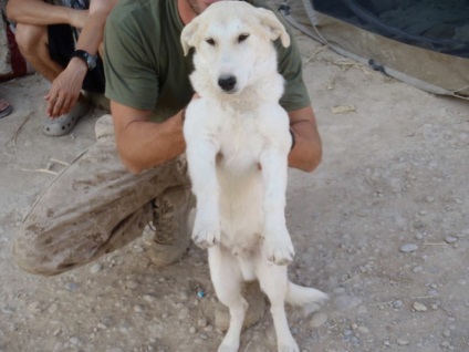 A hosszú története elfogadása a kutya katonák Afganisztánban, és az ideiglenes tartózkodási