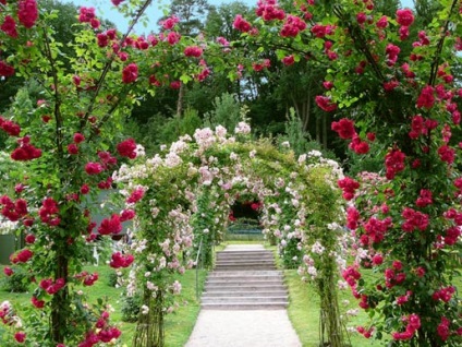 Atracții în Austria, grădina de trandafiri din Baden