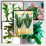 Dracaena - îngrijire, fotografie, reproducere, transplant - catalog de plante de interior