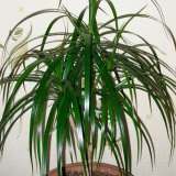 Dracaena - îngrijire, fotografie, reproducere, transplant - catalog de plante de interior