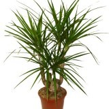 Dracaena - îngrijire, fotografie, reproducere, transplant - catalog de plante de interior