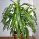 Dracaena - îngrijire, fotografie, reproducere, transplant - catalog de plante de interior