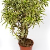 Dracaena - îngrijire, fotografie, reproducere, transplant - catalog de plante de interior