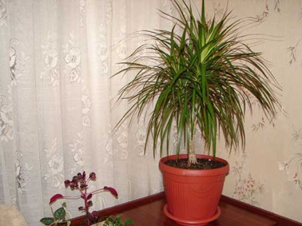 Dracaena îngrijire la domiciliu, creștere și fotografie