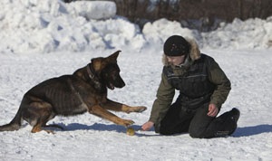 Câini de pregătire în Kolomna, securitate, sport, îmbarcare cu instruire