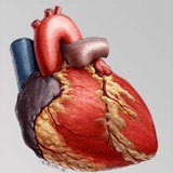 Extrasystolia pe ecg (cardiogramă) - ventriculară, atrială, foto, supraventriculară,