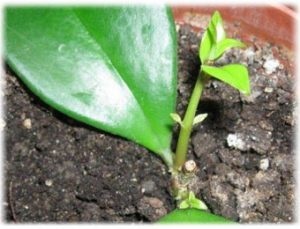 Eshinanthus - îngrijire la domiciliu, transplant și reproducere