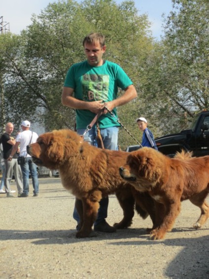 Un câine de conducere de elfi și salvatori ai Europei de la șobolani a fost prezentat la expoziție în actul de asasinat