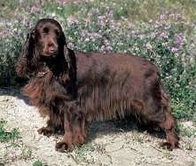 Field spaniel spaniel, câmp