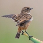 Fényképek a madarak, letölthető képek a madarak nevei