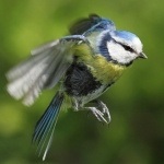 Fotografie cu păsări, descarcă fotografii cu păsări cu nume