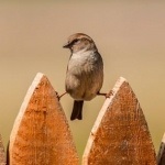 Fényképek a madarak, letölthető képek a madarak nevei