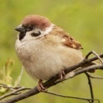 Fényképek a madarak, letölthető képek a madarak nevei