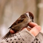 Fényképek a madarak, letölthető képek a madarak nevei