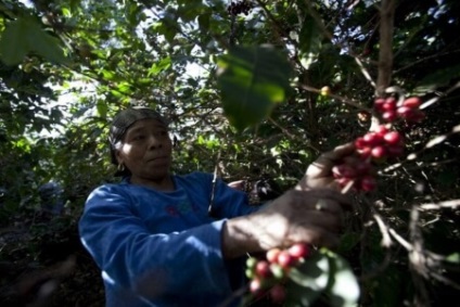 Amennyiben kávét termesztik, és hogyan virágzik a különböző országokban