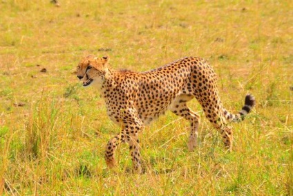 Ghepard - pisică de câine, site curia sergei ivanovic