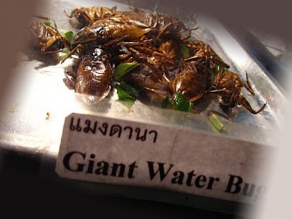 Gigantice waterbugs, flash-uri, fotografii, exemple, caracteristici