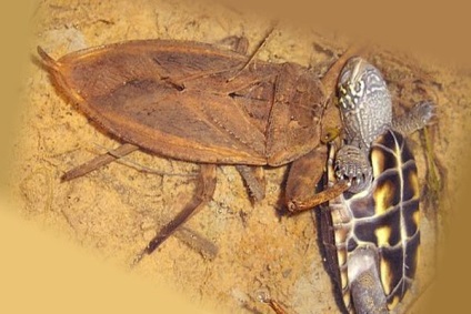 Óriás vízi bogarak belostomy, fotók, példák, jellemzői