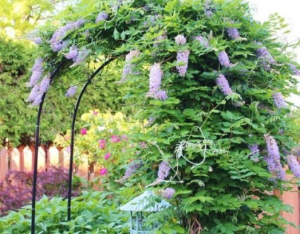 Wisteria îngrijire și cultivare