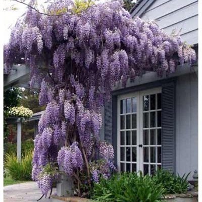 Wisteria îngrijire și cultivare