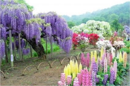 Wisteria îngrijire și cultivare