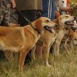 Voice kutyáról - a vadászat és halászat Oroszországban és külföldön