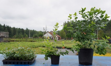Afine - plantarea și îngrijirea pentru videoclipul plantei moody