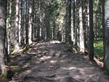 Goverla - Carpați - excursie 2009 la guvern, călătorie în Ucraina, Ukrturizm