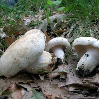 Ciuperci cu ciuperci și descrierea tipurilor de ciuperci, gătitul de ciuperci negre și piper