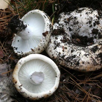 Gomba gomba fotó és leírás fajta tej gomba, főzés tej gombát és fekete bors