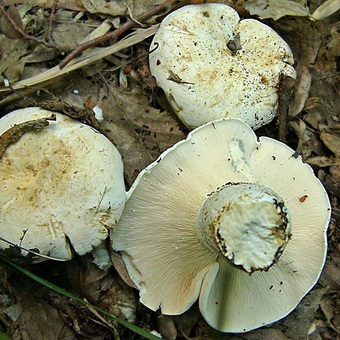 Ciuperci cu ciuperci și descrierea tipurilor de ciuperci, gătitul de ciuperci negre și piper