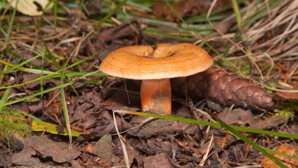 Gomba gomba - fotó és leírás fajták, amelyek nőnek