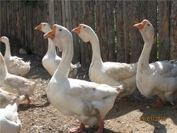 Gâscă de rasă Kholmogory - găini, forum cu privire la creșterea și păstrarea păsărilor