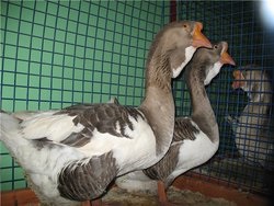 Gâscă de rasă Kholmogory - găini, forum cu privire la creșterea și păstrarea păsărilor