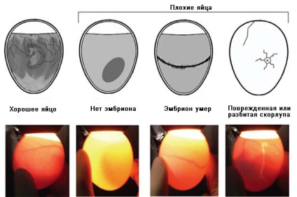 Liba Holmogori fajtát - leírás, termesztés, tartalom