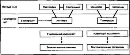 Immunpa az a következtetés - alapján immunológia