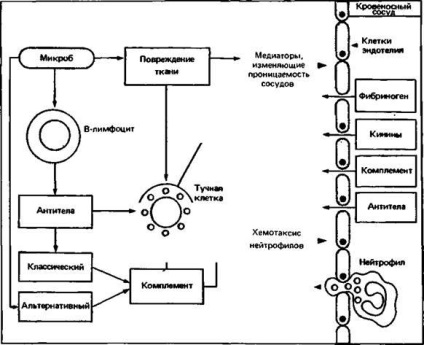 Imunopatologie, concluzie - baza imunologiei