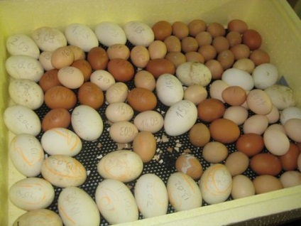 Incubarea ouălor de pui acasă în incubator - temperatura, umiditatea și temperatura necesare