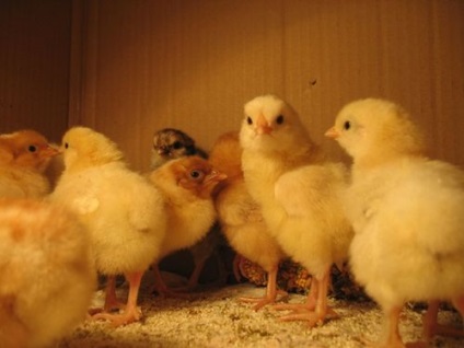 Incubarea ouălor de pui acasă în incubator - temperatura, umiditatea și temperatura necesare